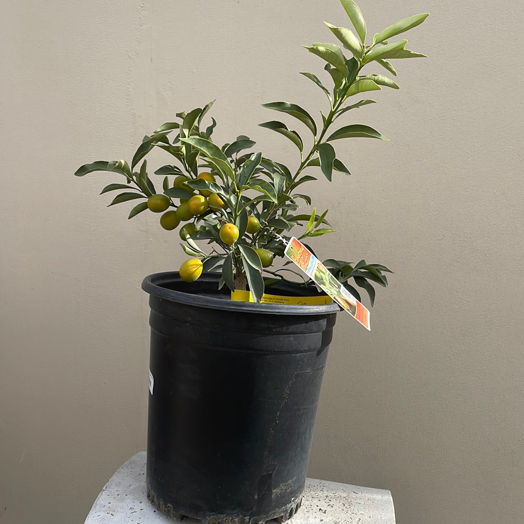 kumquat potted plant Nagami Kumquat 5 Gallon