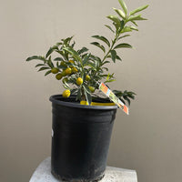 Nagami Kumquat