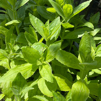Plant Material Shot