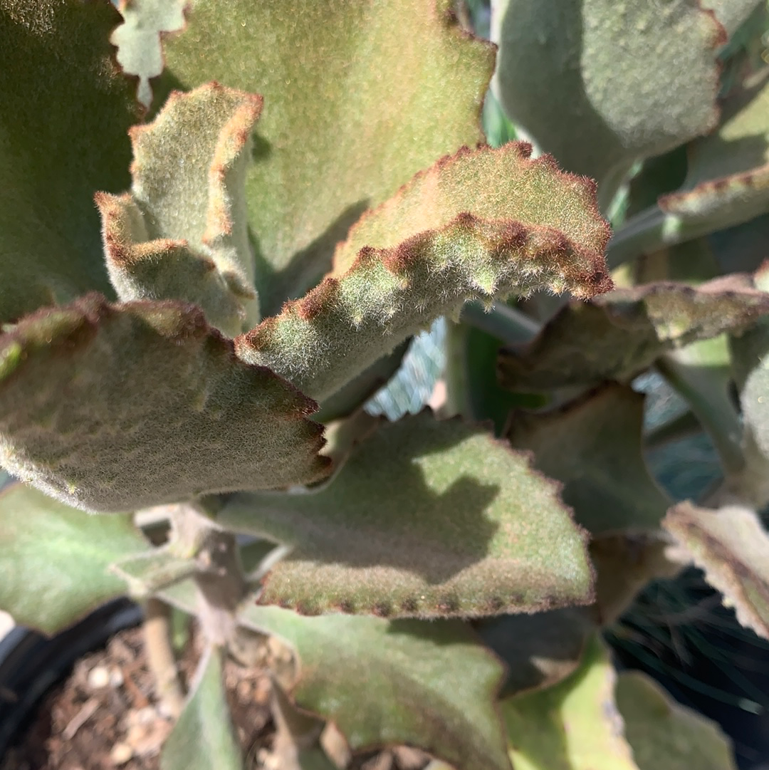 fang succulent care Kalanchoe beharensis x tomentosa Fang