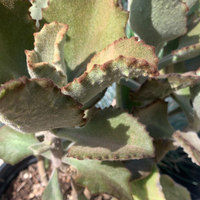 Kalanchoe beharensis x tomentosa Fang