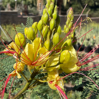 plant material shot
