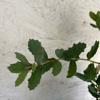Quercus engelmannii (Engelmann Oak)