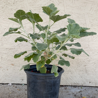 Sphaeralcea sulphurea, Guadalupe Island Globemallow