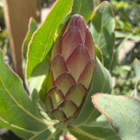 Protea Susanne