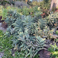 plant material shot