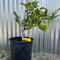 Buddha's Hand Citron Semi-Dwarf