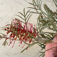 Grevillea Spirit of Anzac Flower