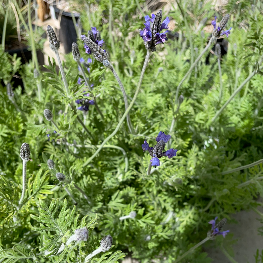 Lavandula multifida – Plant Material