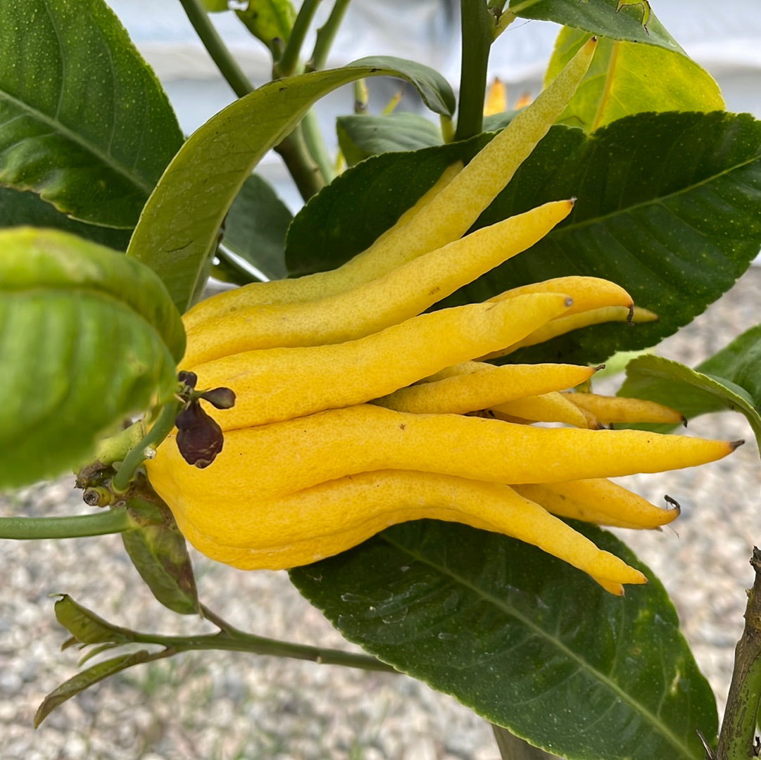 Buddha's Hand Citron Semi-Dwarf – Plant Material