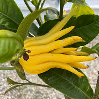 Buddha's Hand Citron Semi-Dwarf