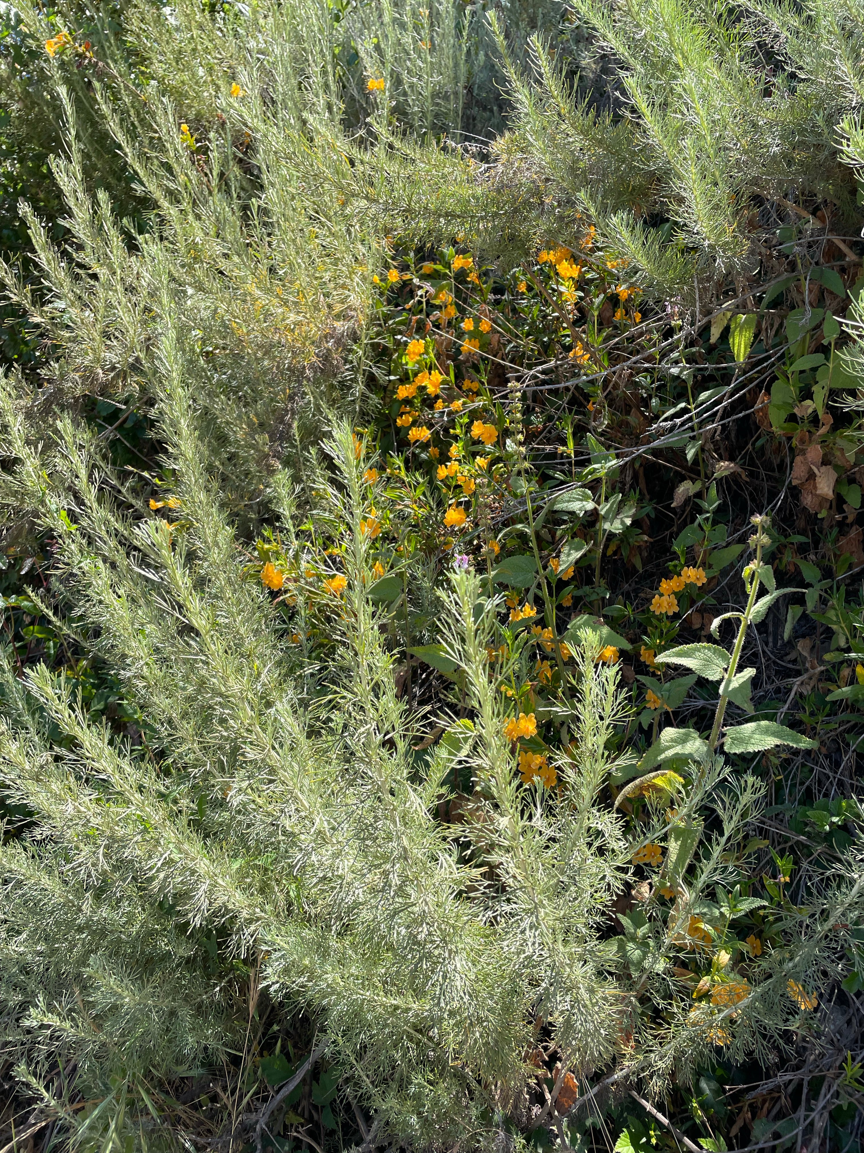 Mimulus longiflorus / Diplacus longiflorus (sticky monkeyflower