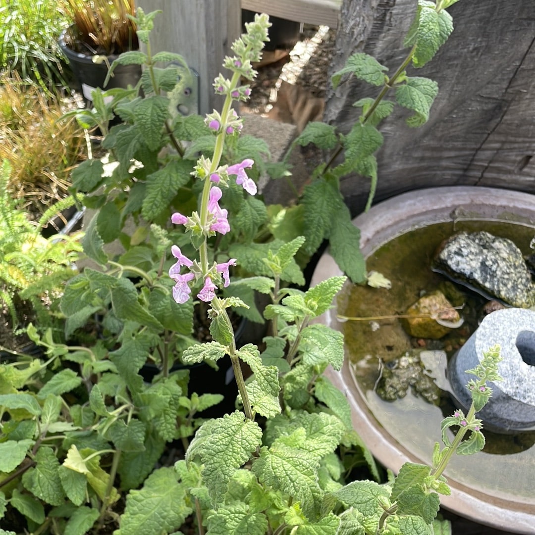 Stachys bullata, California Hedgenettle Flowering