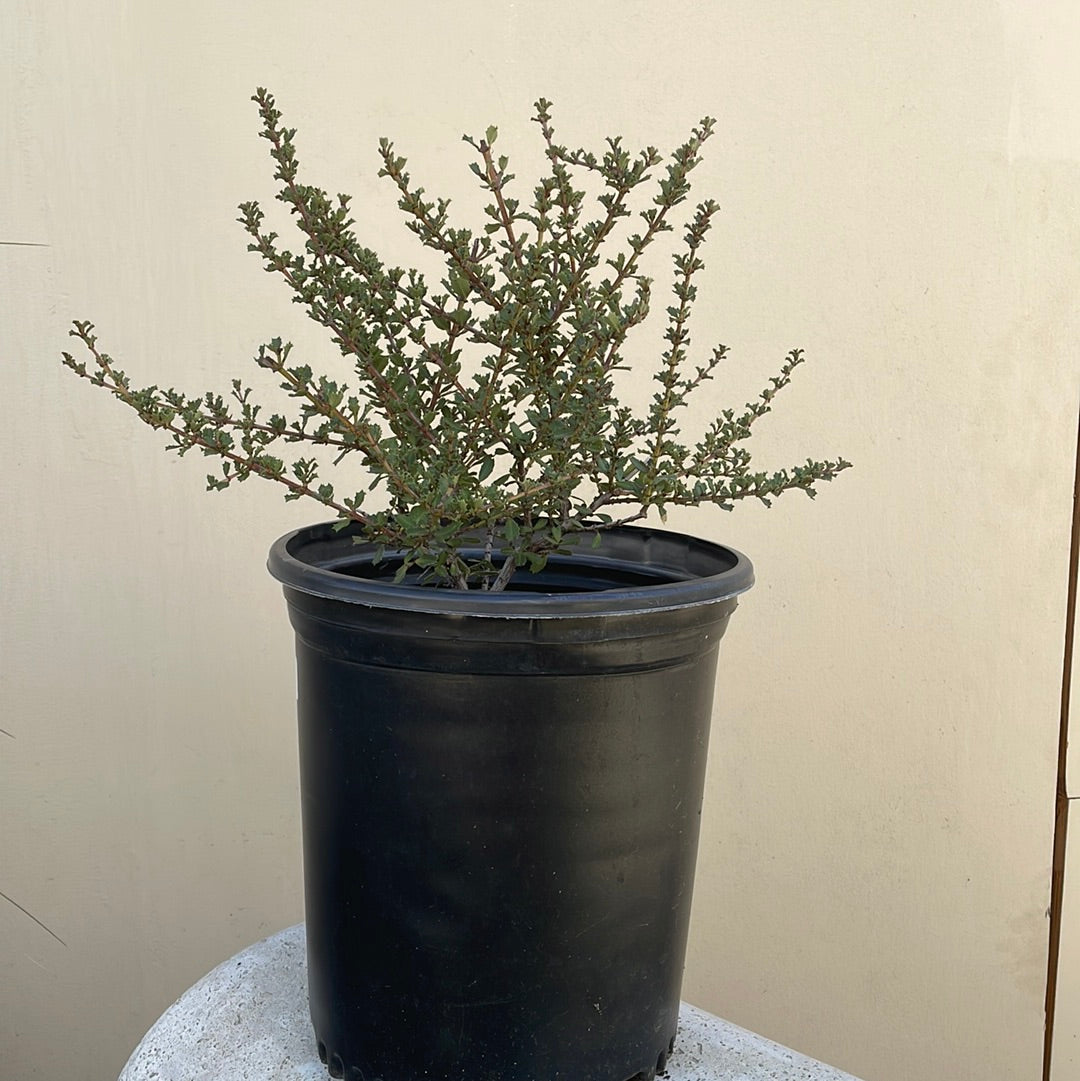 blue jeans lavender plant Ceanothus 'Blue Jeans' – Plant Material