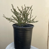 Ceanothus 'Blue Jeans'