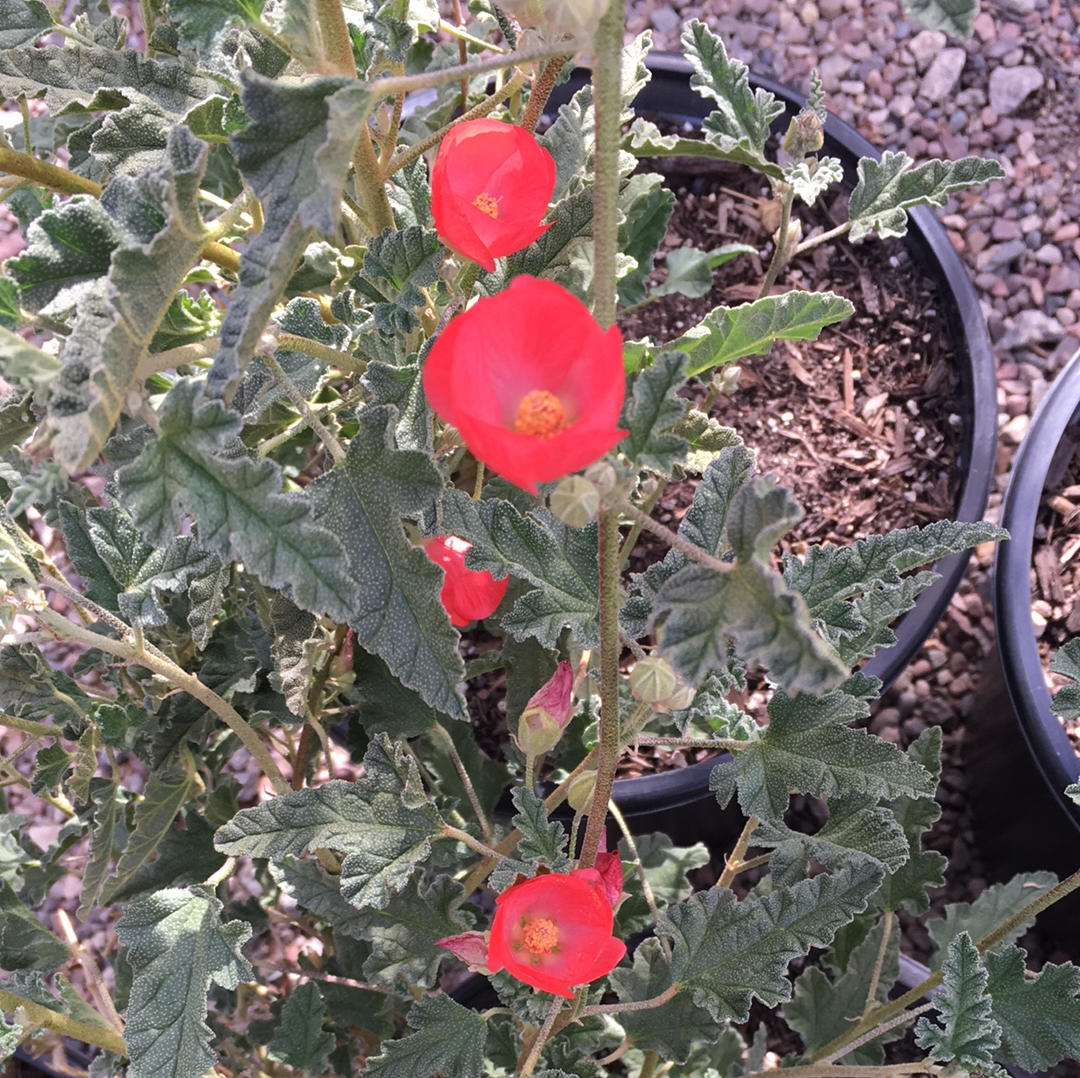 Sphaeralcea ambigua 'Matilija Red'