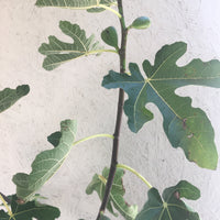 Brown Turkey Fig