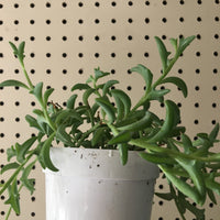 Senecio peregrinus (String of Dolphins Succulent)