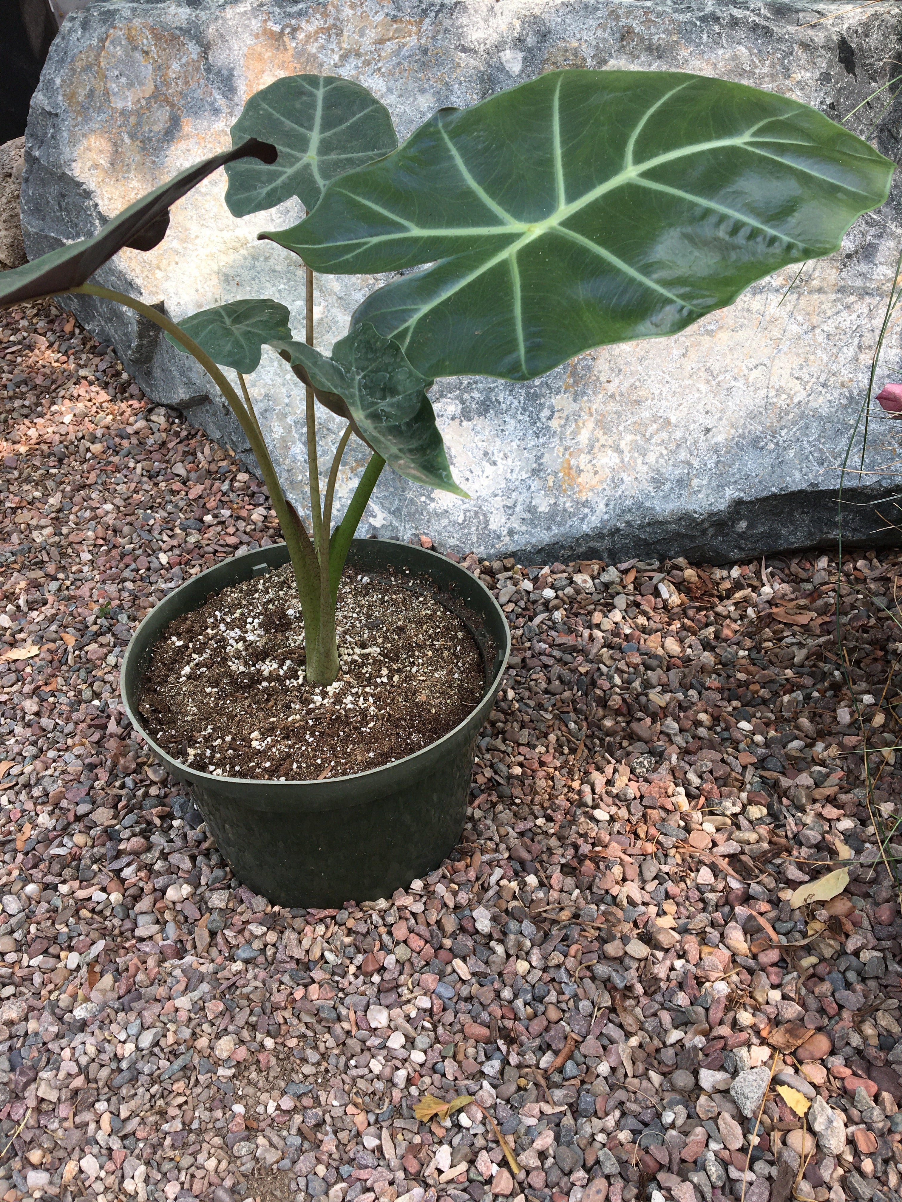 elephant ear alocasia plant Alocasia macrorrhiza Dark Star (elephant ear)