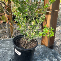 Galvezia speciosa (Gambelia)