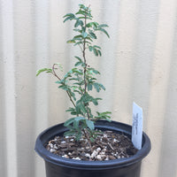 Calliandra eriophylla