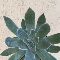 Dudleya pulverulenta