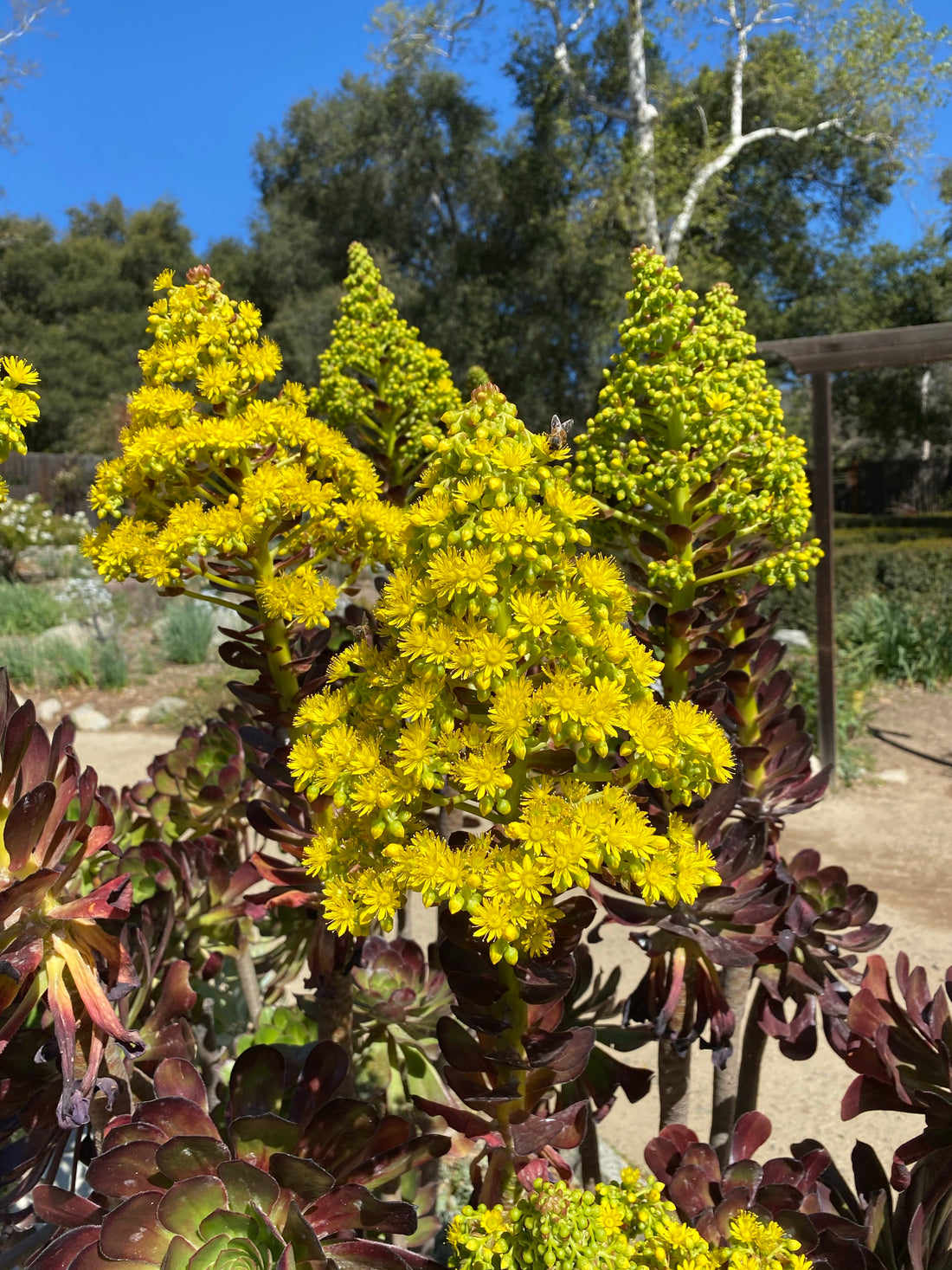 Aeonium atropurpureum Black