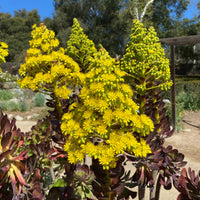 Aeonium atropurpureum Black