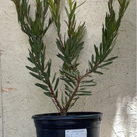 Leucadendron Inca Gold