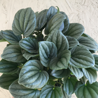 Peperomia Frost