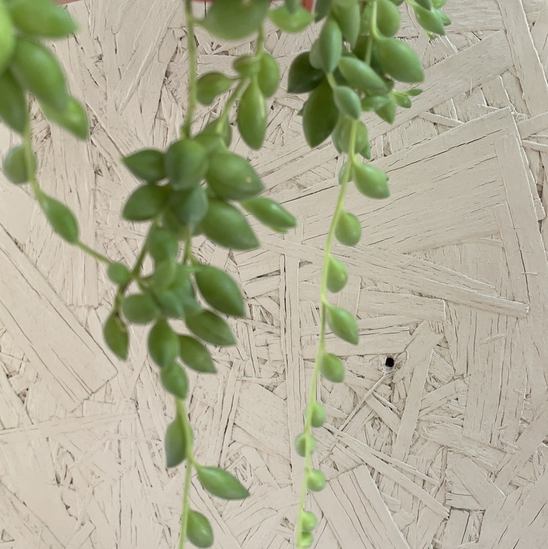 weeping succulent plant Senecio rowleyanus (String of Tears) – Plant Material