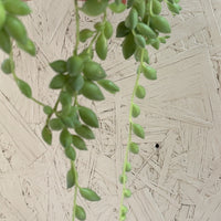 String of Tears (Sencio rowleyanus) cluster