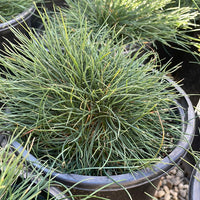 Festuca idahoensis ‘Tomales Bay'