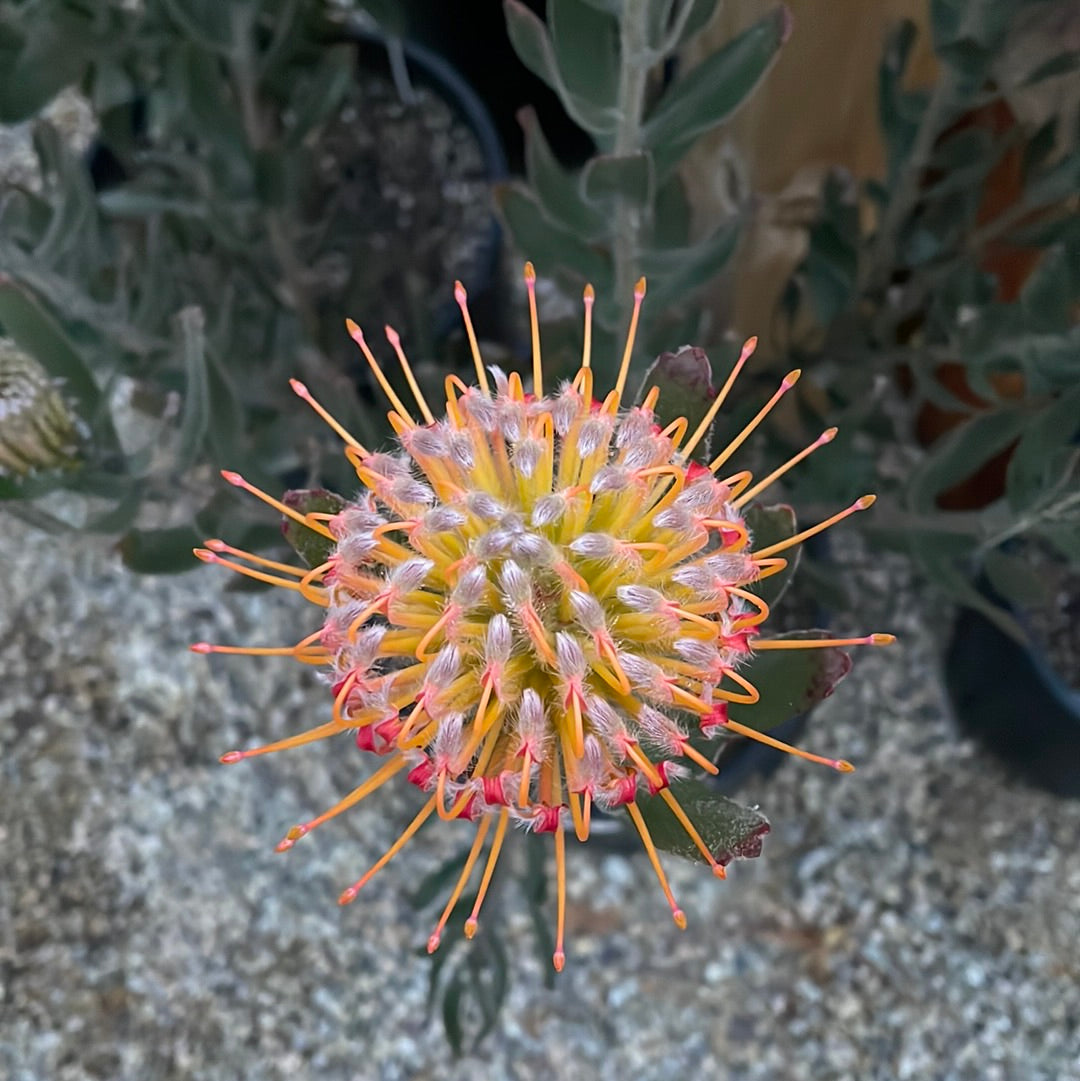 Leucospermum Goldfinger
