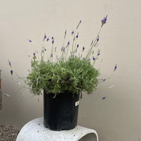 Lavandula multifida 'Kinneloa'
