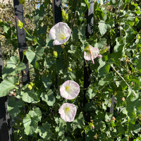 Calystegia macrostegia 'Anacapa Pink' , Morning glory