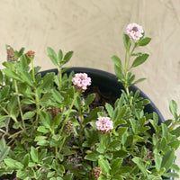 Phyla nodiflora, Common Lippia flowers