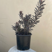 Leucadendron 'ebony' (ebony conebush)