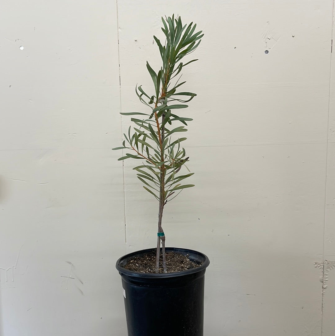 protea plant in pot Protea repens Red – Plant Material