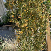 Molonglow x Robusta Grafted Grevillea