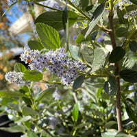 Ceanothus arboreus