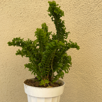 Emina Fern - 4"