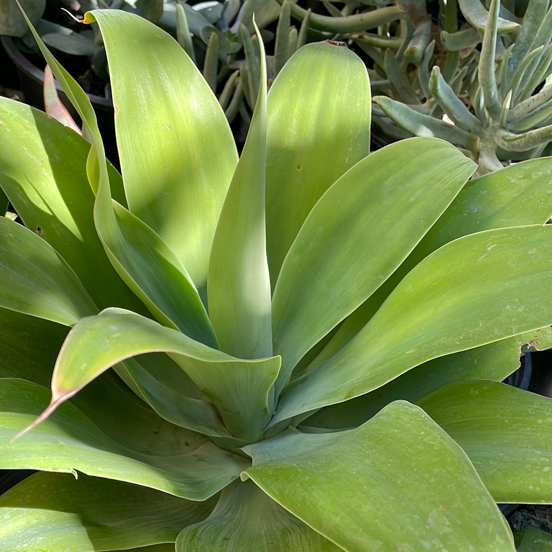 Agave attenuata