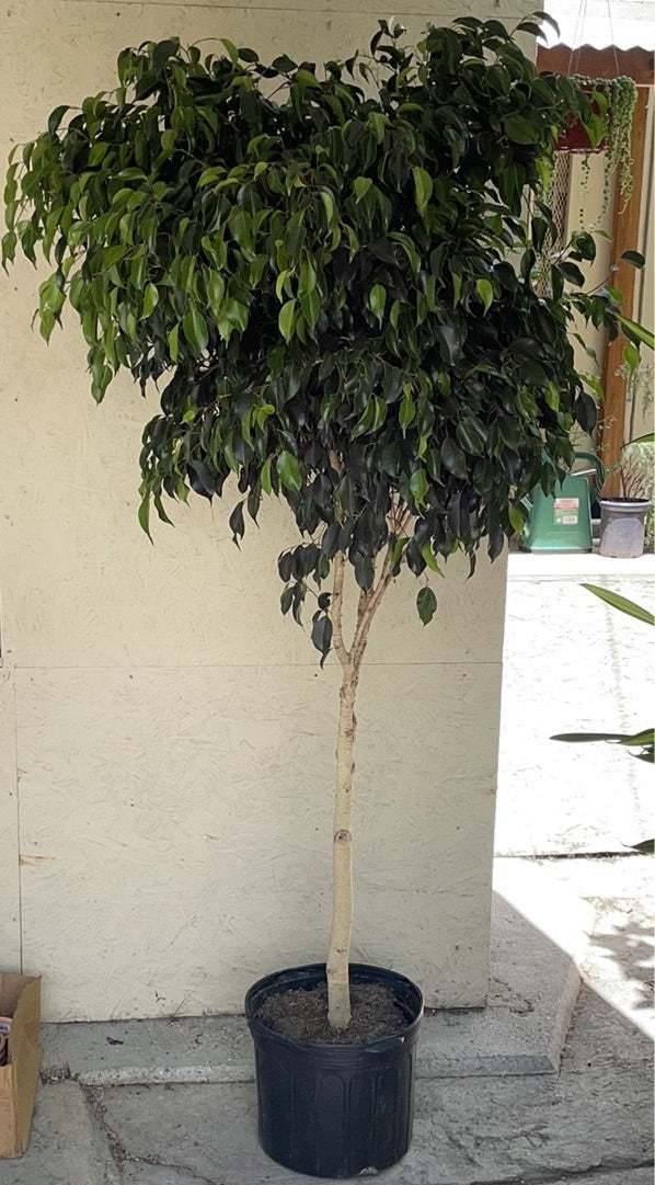 Ficus Midnight Standard – Plant Material