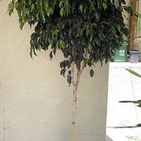 Ficus Midnight Standard