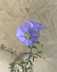 Linum lewisii, Prairie Flax Purple Flower