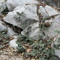 Rubus ursinus, Blackberry in nature by Plant Material