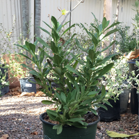 Salvia mellifera 'Jade Carpet', Jade Carpet Sage
