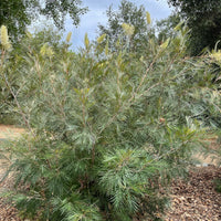 plant material shot