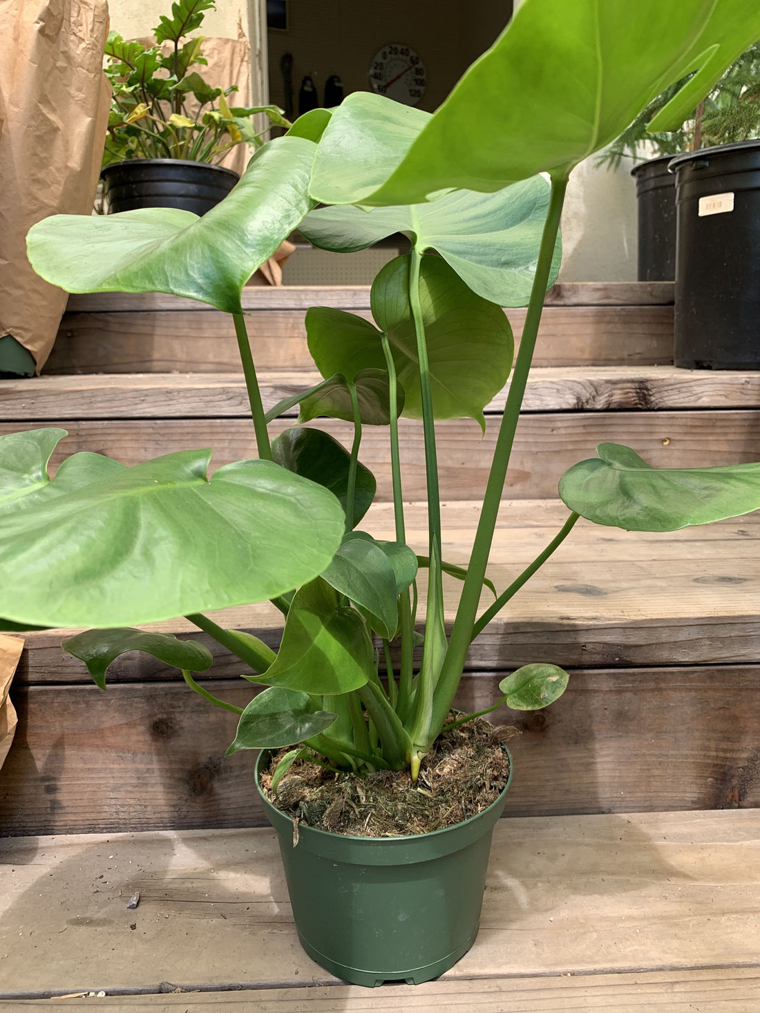 Monstera deliciosa, Split leaf 6" pot side
